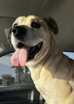 Rescue Boxer Dogs for Adoption in Troy, Alabama - Honey Bun *Senior* | PetCurious