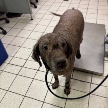 Rescue Mixed Breed Dogs for Adoption in Charleston, West Virginia - Wheat Loaf | PetCurious