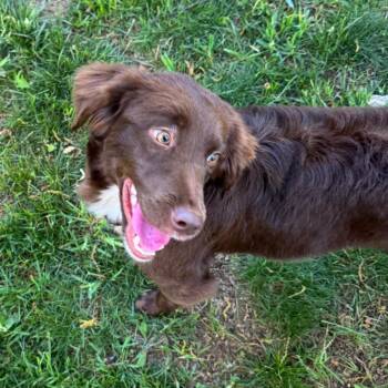 Mixed Breed Dogs Available for Adoption in Fredericksburg, Virginia - Nestle | PetCurious