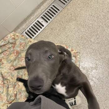 Mixed Breed Dogs Available for Adoption in Gloucester, Virginia - Biscuits | PetCurious