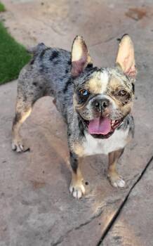 French Bulldog Dogs Available for Adoption - Chanel  | PetCurious