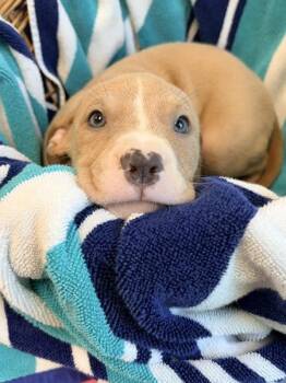 Bambi -  Terrier Dog for Adoption in Lafayette, Louisiana - Bambi | PetCurious