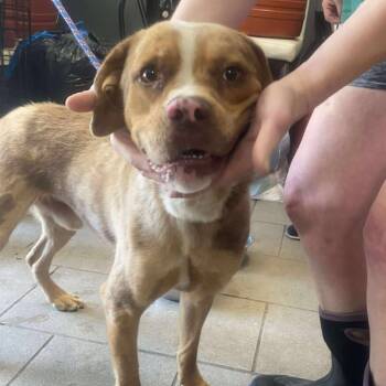 Rescue Mixed Breed Dogs for Adoption in Huntington, West Virginia - Mick Jagger | PetCurious