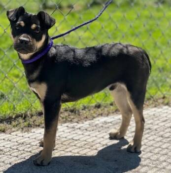Pug Dogs Available for Adoption in Elko, Nevada - 60974499 | PetCurious