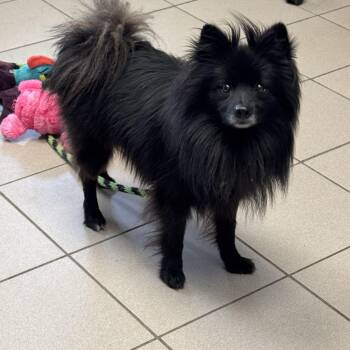 Rebel -  Pomeranian Dog for Adoption in Philadelphia, Pennsylvania - Rebel | PetCurious