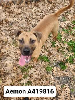 AEMON -  Boxer and Mixed Breed Dog for Adoption in Conroe, Texas - AEMON | PetCurious