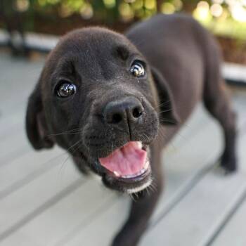 Mixed Breed Dogs Available for Adoption in Bradenton, Florida - Miss Marcy | PetCurious