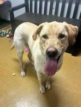 Labrador Retriever and Golden Retriever Dogs Available for Adoption - Hankie Pankie | PetCurious