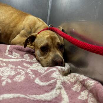 Mixed Breed Dogs Available for Adoption in Philadelphia, Pennsylvania - Lilac | PetCurious