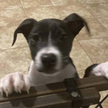 Lilith -  Mixed Breed Dog for Adoption in Beulaville, North Carolina - Lilith | PetCurious
