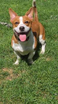 Poco -  Mixed Breed Dog for Adoption in Taycheedah, Wisconsin - Poco | PetCurious