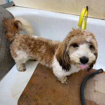 Bullet -  Dachshund and Shih Tzu Dog for Adoption in Waggaman, Louisiana - Bullet | PetCurious