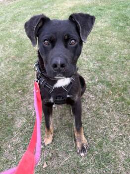 Shepherd Dogs Available for Adoption in Edmonton, Alberta - Cowboy | PetCurious