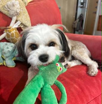 Marti -  Maltese and Terrier Dog for Adoption in Boulder, Colorado - Marti | PetCurious