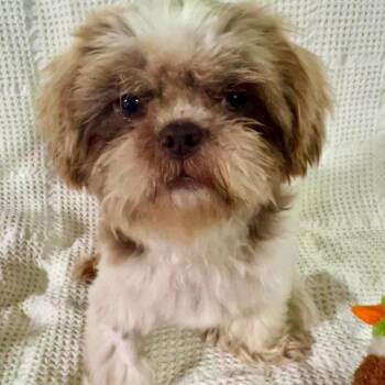 Shih Tzu Dogs Available for Adoption in Groveland, Massachusetts - Frank | PetCurious