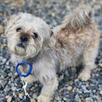 Shih Tzu Dogs Available for Adoption in Walnutport, Pennsylvania - Bently | PetCurious