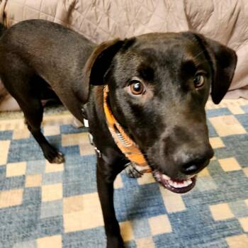 Zero -  Hound and Mixed Breed Dog for Adoption in Falls Church, Virginia - Zero | PetCurious