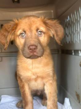 Fluffy -  Golden Retriever Dog for Adoption in Carmel Hamlet, New York - Fluffy | PetCurious