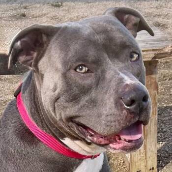 Rescue Mixed Breed Dogs for Adoption in Georgetown, Texas - Sutton | PetCurious