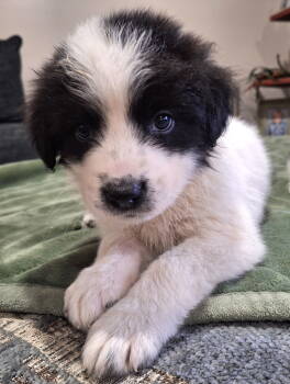 Rescue Border Collie Dogs for Adoption in South Kingstown, Rhode Island - Ferdinand Holstein | PetCurious