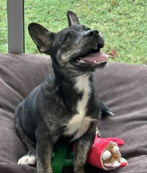 Ziggy -  French Bulldog and Corgi Dog for Adoption in Benbrook, Texas - Ziggy | PetCurious