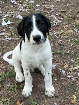Rescue Labradoodle Dogs for Adoption in Liverpool, Texas - Buster | PetCurious