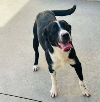 Mixed Breed Dogs Available for Adoption in West Chester, Pennsylvania - Moss | PetCurious