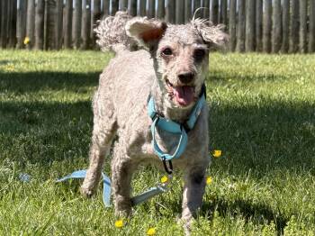 Poodle and Miniature Schnauzer Dogs Available for Adoption in Catlett, Virginia - Hershey | PetCurious