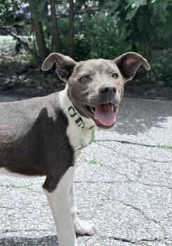 Jedi in NH Come Meet Our Adoptable Dogs Wed-Sat More Info in Bio -  Whippet and Beagle Dog for Adoption in Manchester, New Hampshire - Jedi In NH Come Meet Our Adoptable Dogs Wed-Sat More Info In Bio | PetCurious