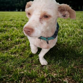 Snickers -  Miniature Poodle Dog for Adoption in Oroville, Washington - Snickers | PetCurious