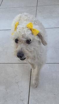 Maltipoo Dogs Available for Adoption in Fallbrook, California - Tita | PetCurious