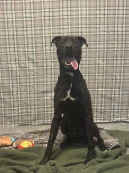 Labrador Retriever and Mixed Breed Dogs Available for Adoption in Columbus, Indiana - Rhino | PetCurious