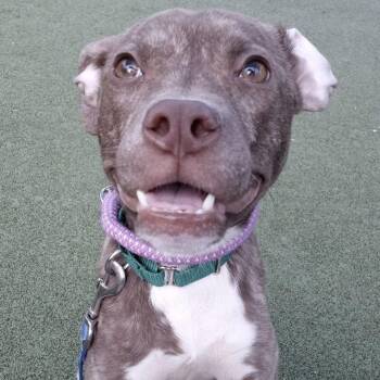 Pit Bull Terrier Dogs Available for Adoption - Vixen | PetCurious