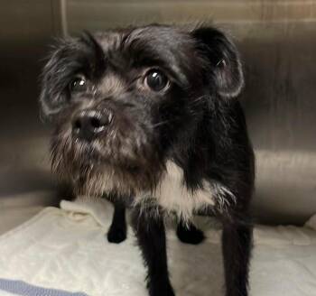 Genoa -  Terrier Dog Available for Adoption in Cumming, Georgia - Genoa | PetCurious