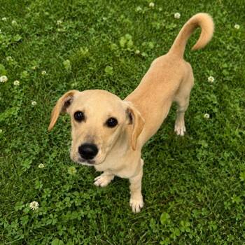 CT Biscuit -  Dachshund and Mixed Breed Dog for Adoption in Eastford, Connecticut - CT Biscuit | PetCurious
