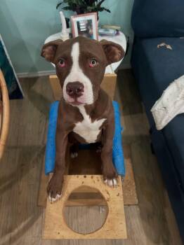 Rescue Pit Bull Terrier Dogs for Adoption in Redondo Beach, California - Azalea- ADOPT Me!! | PetCurious