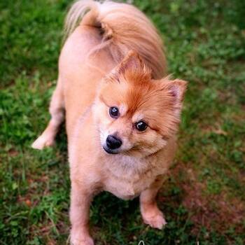 Bentley -  Pomeranian Dog for Adoption in Brockton, Massachusetts - Bentley | PetCurious