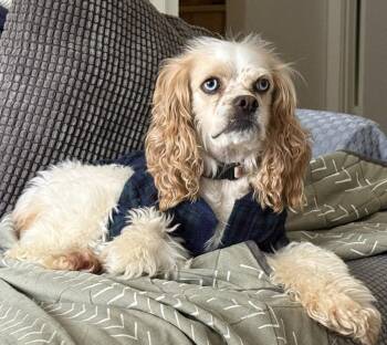 Daisy AKA Little Dog -  Cocker Spaniel Dog for Adoption in St. Helens, Oregon - Daisy AKA Little Dog | PetCurious