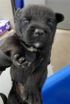ROHAN -  Mixed Breed Dog for Adoption in Dallas, Texas - ROHAN | PetCurious