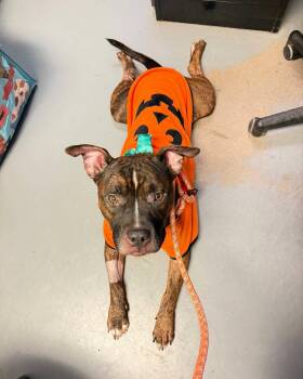 Paddy -  Pit Bull Terrier Dog for Adoption in Stillwater, Oklahoma - Paddy | PetCurious