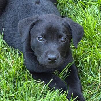 Black Labrador Retriever and Mixed Breed Dogs Available for Adoption - Wiseman - Artemis II | PetCurious