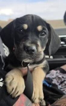 Tank -  German Shepherd Dog Dog for Adoption in Colorado Springs, Colorado - Tank | PetCurious