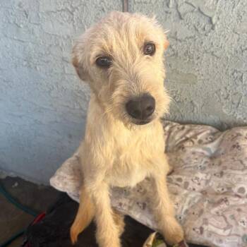 Oliver -  Wirehaired Terrier and Mixed Breed Dog for Adoption in Bend, Oregon - Oliver | PetCurious