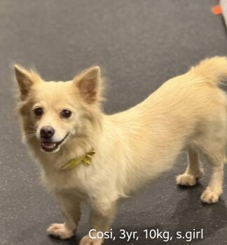 COSI -  Corgi and Spitz Dog for Adoption in Agoura Hills, California - COSI | PetCurious