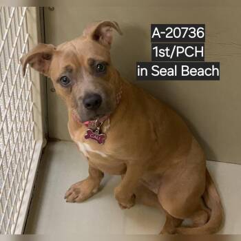 Pit Bull Terrier and Yellow Labrador Retriever Dogs Available for Adoption - Cali | PetCurious