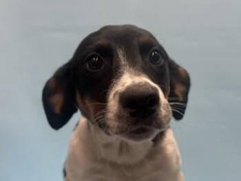 Mel -  Australian Cattle Dog Blue Heeler and Mixed Breed Dog for Adoption in Woodbury, Minnesota - Mel | PetCurious