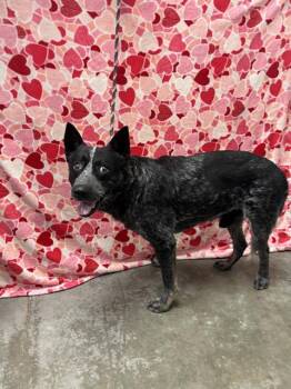 Australian Cattle Dog Blue Heeler Dogs Available for Adoption - RYDER | PetCurious