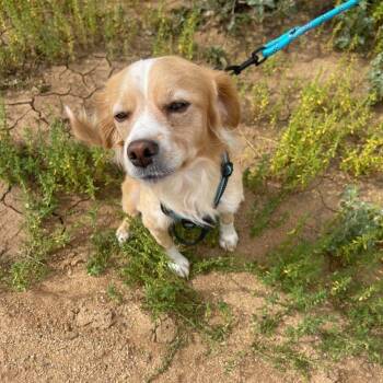 Goose -  Mixed Breed Dog for Adoption in Chino Valley, Arizona - Goose | PetCurious