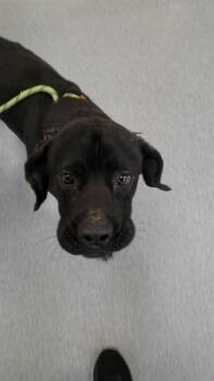 BOOGIE -  Mastiff Dog for Adoption in Indianapolis, Indiana - BOOGIE | PetCurious