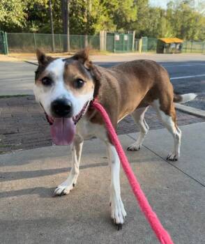 Leela -  Shepherd Dog for Adoption in Little Rock, Arkansas - Leela | PetCurious